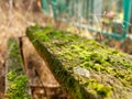 bench in the old cemetery overgrown with moss close-up, selective focus