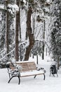 Bench in park with falling fir and pine trees after sleet load and heavy snow at the background. Snow-covered winter street in a Royalty Free Stock Photo