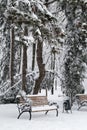 Bench in park with falling fir and pine trees after sleet load and heavy snow at the background. Snow-covered winter street in a Royalty Free Stock Photo