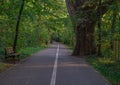 A bench in the park and a tree that grew on the road Royalty Free Stock Photo