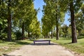 Bench at a park with trees on both sides of the road on a sunny day