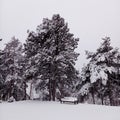 Bench, park and trees covered with snow. Wonderful winter scene and beautiful landscape.