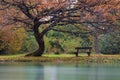Bench, in the park, under a large oak tree in autumn, along the river bank. Royalty Free Stock Photo