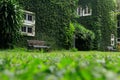 Bench in the park and the walls of the barn are covered with green vines. Tropical background with copy space. Royalty Free Stock Photo
