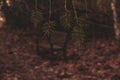 Bench of Peace through the Pine Leaves