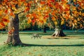 Bench and picnic table under big tree with yellow and red leaves in the fall. Beautiful colorful autumn nature Royalty Free Stock Photo