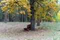 Bench in a pine autumn forest Royalty Free Stock Photo