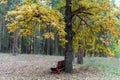 Bench in a pine autumn forest Royalty Free Stock Photo