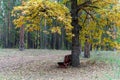 Bench in a pine autumn forest Royalty Free Stock Photo