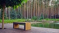 Bench in a pine forest