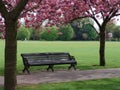 Bench with pink flowering trees