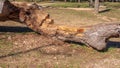 Bench seat in a park carved from large fallen tree trunk Royalty Free Stock Photo