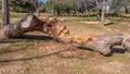 Bench seat in a park carved from large fallen tree trunk Royalty Free Stock Photo