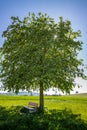 A bench in the shade under a tree in summer