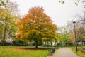 Bench for sitting in public park with trees color change in autumn in London Royalty Free Stock Photo
