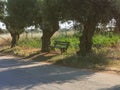 bench sitting in shade under tree lonely bench in the summer Royalty Free Stock Photo