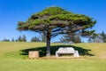 Bench sitting under a tree at a golf course Royalty Free Stock Photo