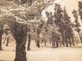 Bench in the snow under a tree. Snowfall. Trees in the snow. Mountain ski resort Bakuriani