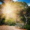 A bench standing under a tree