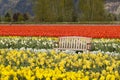 A Bench Surrounded by Rows of Tulips