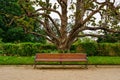 Bench to sit in public park with large magnolia tree to the rear