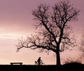 Bench Tree and Bicycle Silhouette Royalty Free Stock Photo