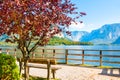 Bench and tree on the shore of Hallstatter lake in Hallstatt, Au Royalty Free Stock Photo