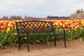 Bench in Tulip Field Royalty Free Stock Photo