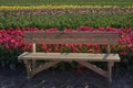 Bench in the tulip field Royalty Free Stock Photo