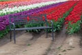 Bench By Tulips Royalty Free Stock Photo