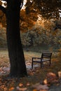 Bench under the big maple tree in park in fall season with no people Royalty Free Stock Photo