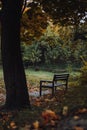 Bench under the big maple tree in park in fall season with no people Royalty Free Stock Photo