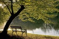 Bench under the tree Royalty Free Stock Photo