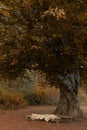 Bench under the tree in the Autumn Forest