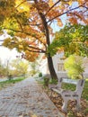 Bench under the tree near the street in sunny autumn day. Royalty Free Stock Photo
