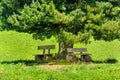 Bench under tree shadow below big pine tree Royalty Free Stock Photo