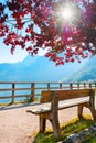 Bench under the tree on the shore of Hallstatter lake in Austria Royalty Free Stock Photo