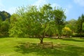 Bench under a tree on a sunny day in Pyunggang Botanical Garden in Pocheon, South Korea Royalty Free Stock Photo