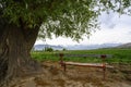 Bench with a view of the field and mountains under an old elm tree in Kyrgyzstan Royalty Free Stock Photo