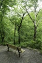 Bench with View on Trail in Frick Park Royalty Free Stock Photo