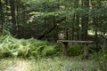 Bench and ferns beside trail Royalty Free Stock Photo