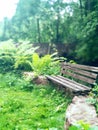 Bench in the wood near of lake and fern bush around. Wooden bench on stones border with fern and green grass. Summer evening in g Royalty Free Stock Photo