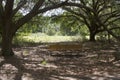 Bench in the Woods Royalty Free Stock Photo