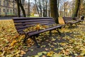 Benches in autumn park with many yellow leaves