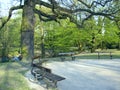 Benches in beautiful park with many green trees