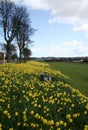 Benches and daffodills