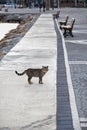 Benches on the embankment of the Walking road by the sea on Seaside town. cat on the beach Royalty Free Stock Photo