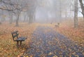 Benches in misty autumn park