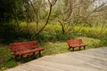 Benches by planked footway in sunny spring