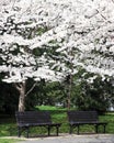 Benches Under the Blossoms Royalty Free Stock Photo